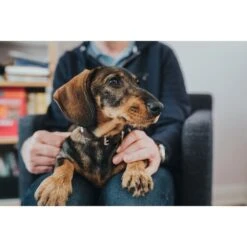 Hunter Halsband Swiss Nickel Braun/Schwarz -Heimtierbedarf Angebote 41751 hunter halsband swiss nickel braun schwarz 00