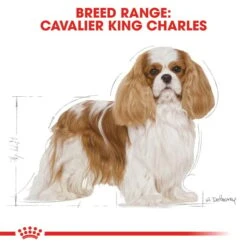 ROYAL CANIN Cavalier King Charles Adult Hundefutter Trocken -Heimtierbedarf Angebote RoyalCanin Hundefutter CavalierKingCharles 6