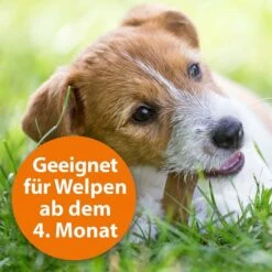 ARDAP Spot-On Für Hunde -Heimtierbedarf Angebote ardap spot on fur hunde 3