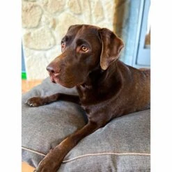 Aumüller Hundebett Basic Rechteckig 58 Cm -Heimtierbedarf Angebote aumueller hundebett basic rechteckig web 6OQ00miA7rU66C