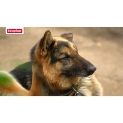 Beaphar Protecto Insekten Vernebler 200ml -Heimtierbedarf Angebote beaphar protecto insekten vernebler 2