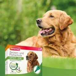 Beaphar Spot On Tropfen Für Große Hunde + Zeckenstift Gratis -Heimtierbedarf Angebote beaphar spot on tropfen fur grosse hunde 5idvtto8Ld0q5M