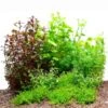 Dennerle Plants Aquariumpflanzen Mix Schnellwachsend 1 Dennerle Plants Aquariumpflanzen Mix Schnellwachsend -Heimtierbedarf Angebote dennerle plants aquariumpflanzen mix schnellwachsend1