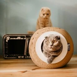 District 70 Katzenhöhle Orb -Heimtierbedarf Angebote district 70 katzenhohle orb 4