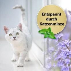 Felisept Home Comfort Raumdiffuser Set Für Katzen 45ml -Heimtierbedarf Angebote felisept home comfort raumdiffuser set fur katzen 45ml 2