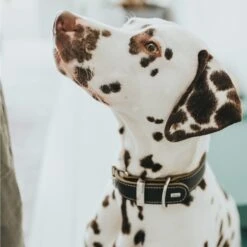 Hunter Halsband Aalborg Special Schwarz -Heimtierbedarf Angebote hunter halsband aalborg special 2