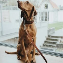 Hunter Verstellbare Führleine Aalborg Schwarz -Heimtierbedarf Angebote hunter verstellbare fuehrleine aalborg