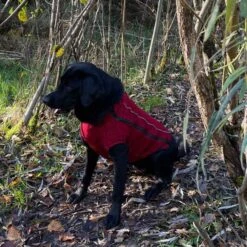 IEnergy OSC Isolierende Outdoor-Hundejacke -Heimtierbedarf Angebote ienergy osc hundejacke 5