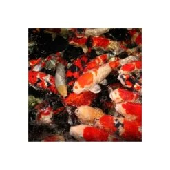 JBL PROPOND Staple M 11kg + Futtertonne Gratis -Heimtierbedarf Angebote jbl propond staple m fischeWovRijMq1rqJf