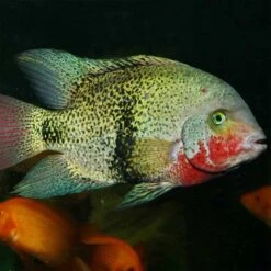 JBL PRONOVO CICHLID GRANO XL 1000ml 5 JBL PRONOVO CICHLID GRANO XL 1000ml -Heimtierbedarf Angebote jbl pronovo cichlid grano xl 2