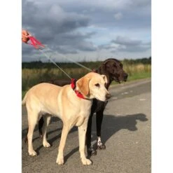 WowWow Professional Halsband Blau -Heimtierbedarf Angebote wowwow halsband alle 1