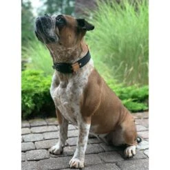 WowWow Professional Halsband Blau -Heimtierbedarf Angebote wowwow halsband alle 3