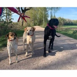 WowWow Professional Halsband Blau -Heimtierbedarf Angebote wowwow halsband alle 4