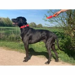 WowWow Professional Halsband Rot -Heimtierbedarf Angebote wowwow halsband alle 56091513a5f73a