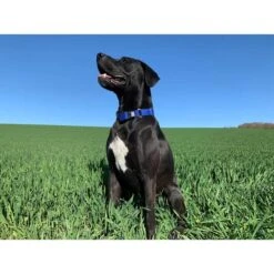 WowWow Professional Halsband Blau -Heimtierbedarf Angebote wowwow halsband alle 6