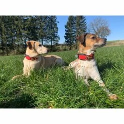 WowWow Professional Halsband Blau -Heimtierbedarf Angebote wowwow halsband alle 7