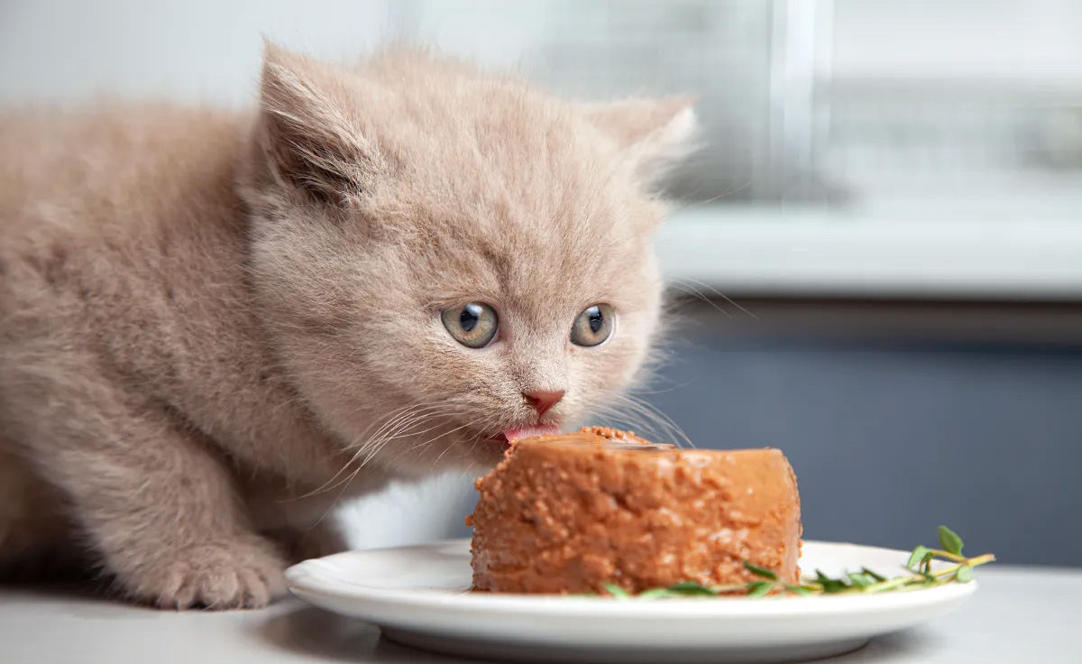 Heimtierbedarf Angebote -Heimtierbedarf Angebote 2